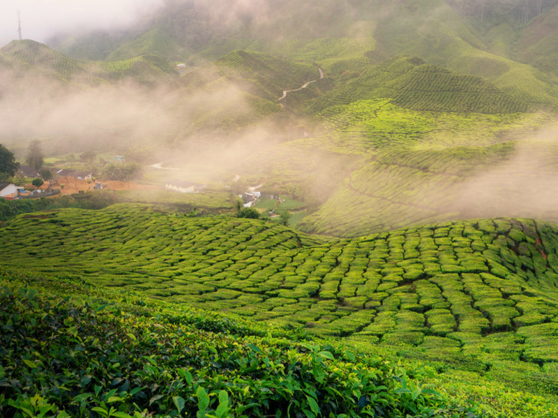 MUNNAR HONEYMOON PACKAGE 03 DAYS 